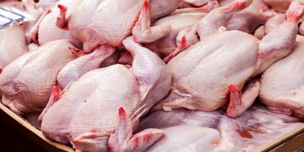 کشف ۶ تن مرغ قاچاق در تویسرکان